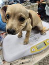 adoptable Dog in oakland, CA named Garbanzo