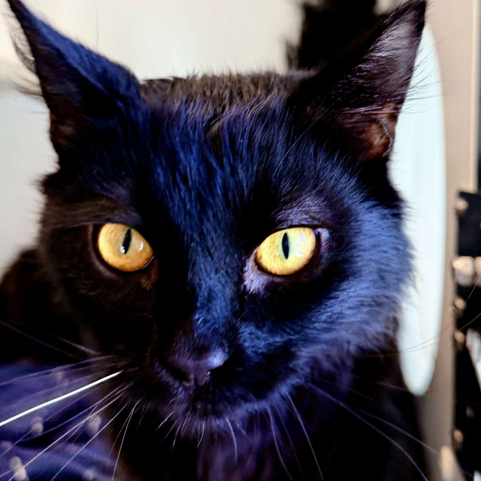 Nick (bonded w/Monica) Image