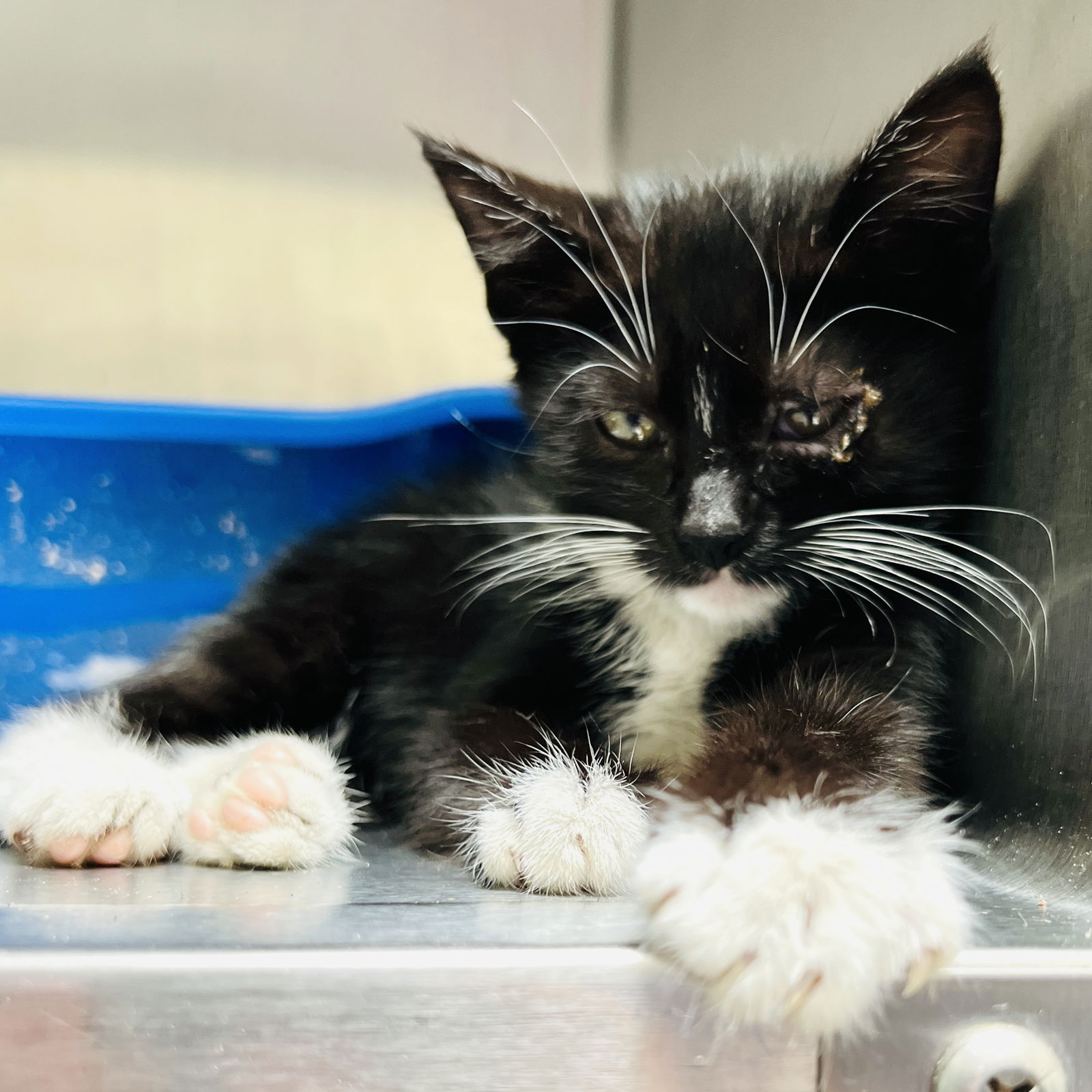 adoptable Cat in Oakland, CA named Toaster