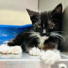 adoptable Cat in oakland, CA named Toaster