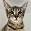 adoptable Cat in oakland, CA named Cagney(Bonded with Lacey)