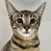 Cagney(Bonded with Lacey) Photo