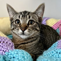 Lacey(Bonded with Cagney) Photo