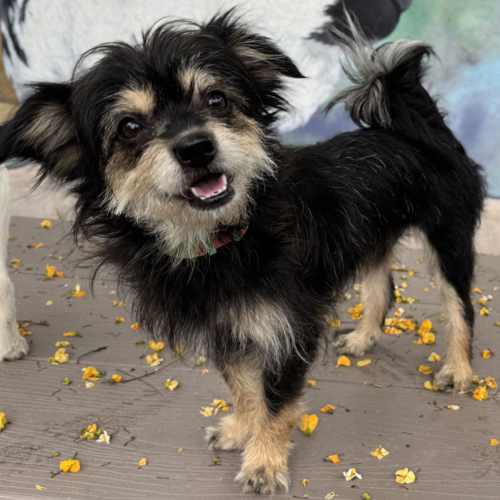 adoptable Dog in Oakland, CA named Nena