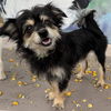 adoptable Dog in Oakland, CA named Nena