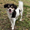 adoptable Dog in Oakland, CA named Blanche
