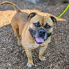 adoptable Dog in oakland, CA named Frost