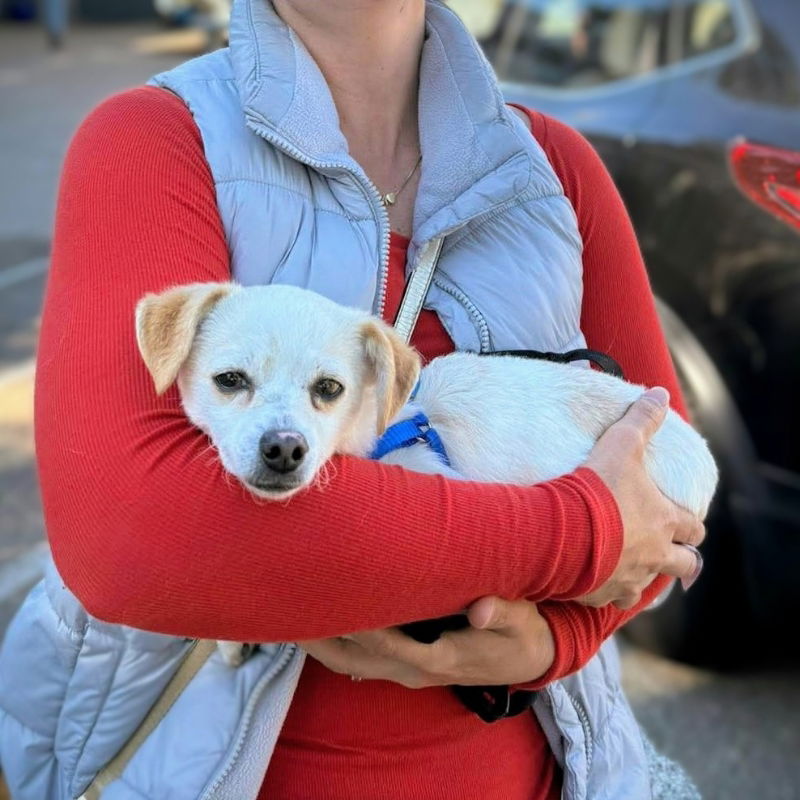 adoptable Dog in Oakland, CA named Belly