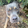 adoptable Dog in  named Godiva