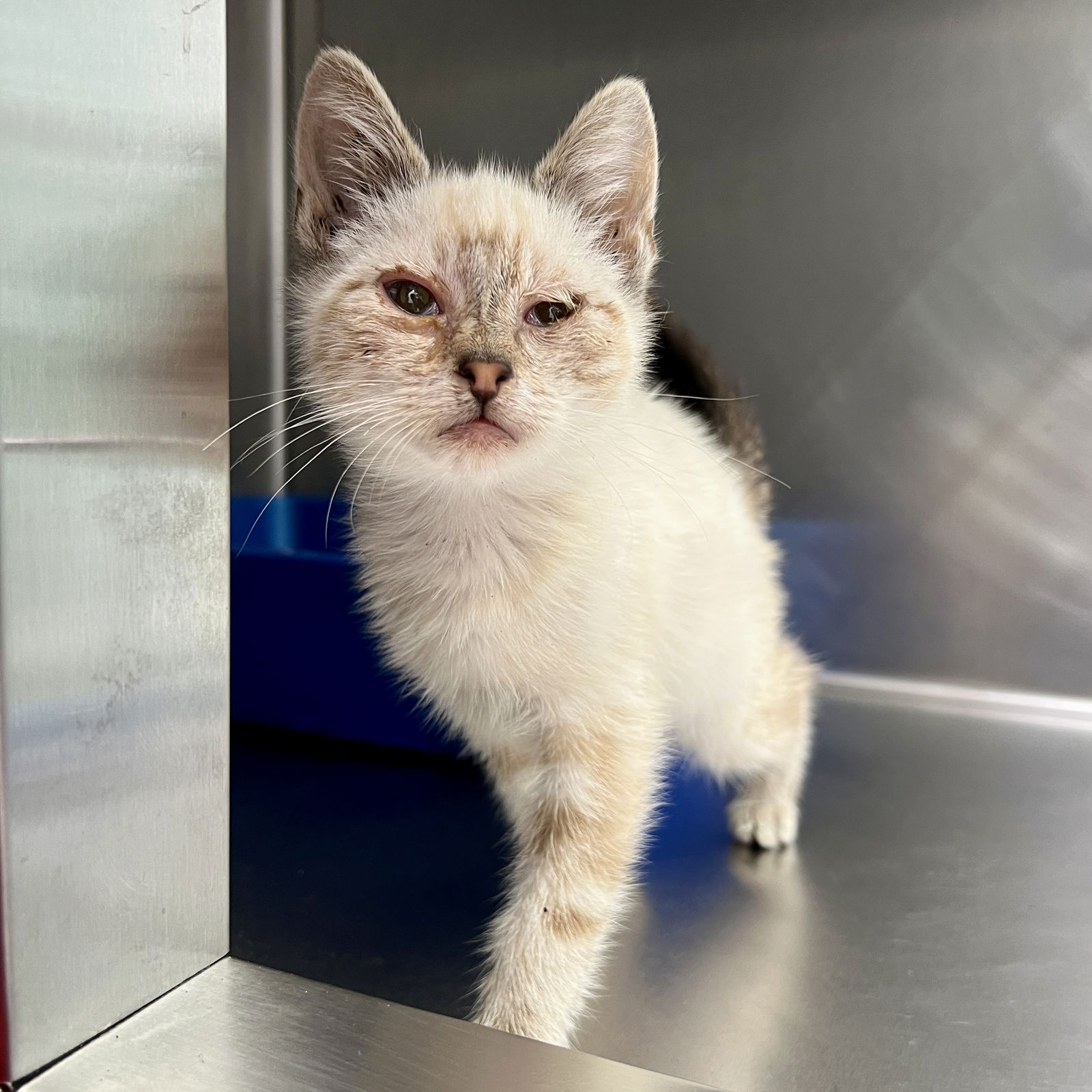 adoptable Cat in Oakland, CA named Lamby