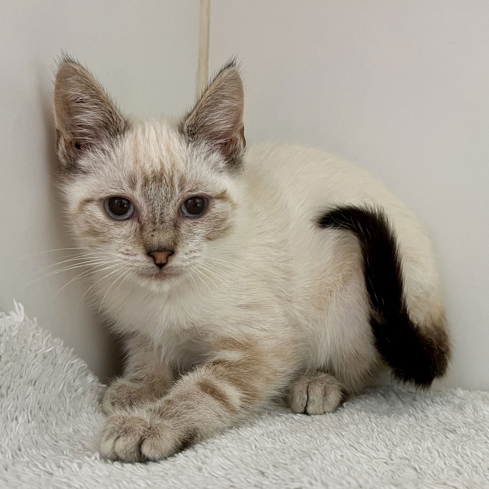 adoptable Cat in Oakland, CA named Lamby