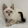 adoptable Cat in  named Lamby