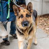 adoptable Dog in  named Cioppino