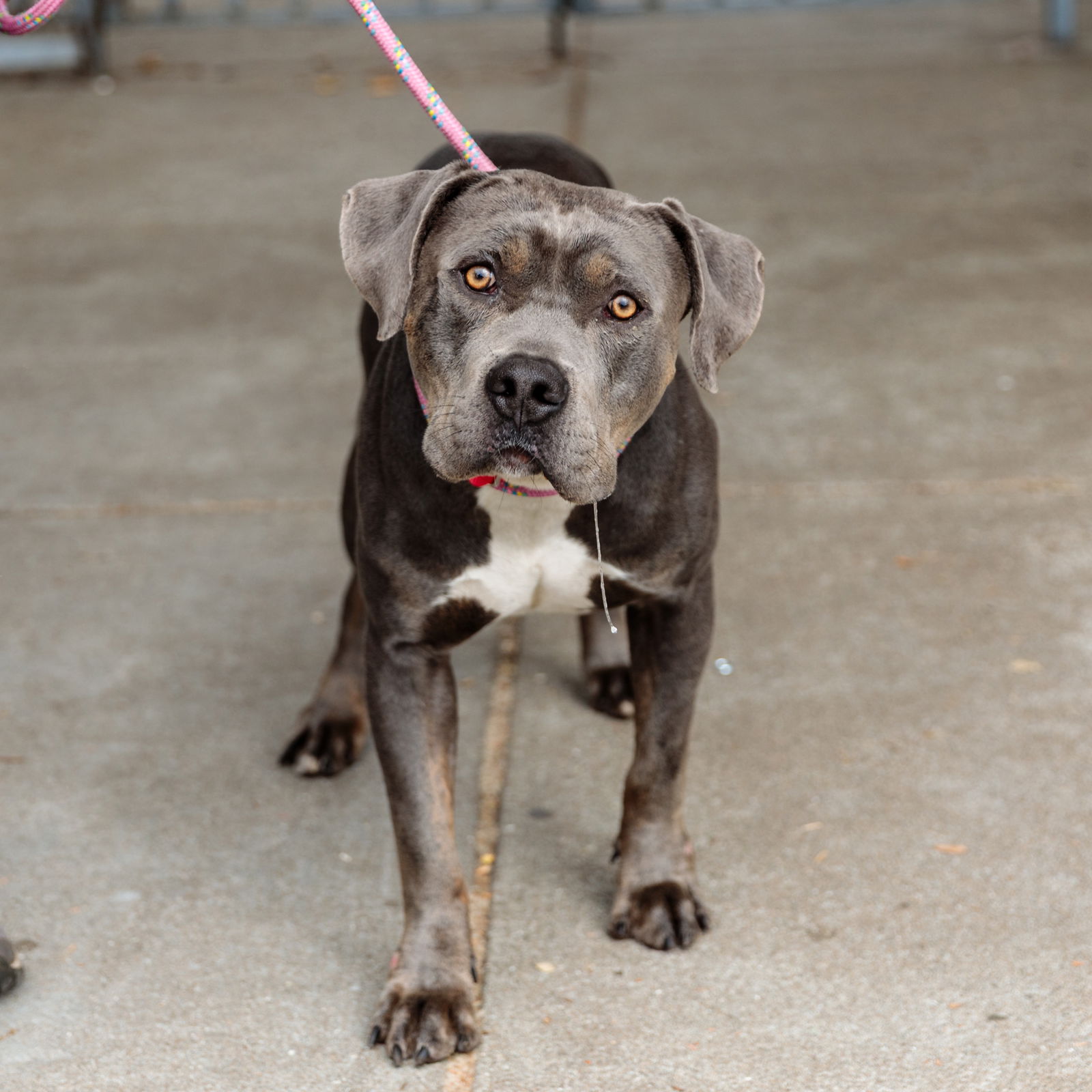 adoptable Dog in Oakland, CA named Smurf