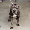 adoptable Dog in  named Smurf