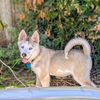adoptable Dog in oakland, CA named Kiana
