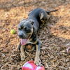 adoptable Dog in  named P-Lo