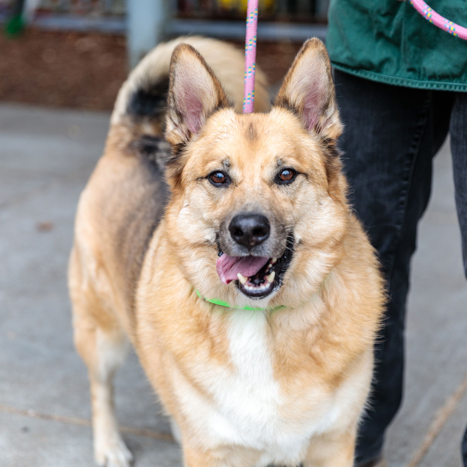 adoptable Dog in Oakland, CA named Houdini