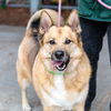 adoptable Dog in  named Houdini