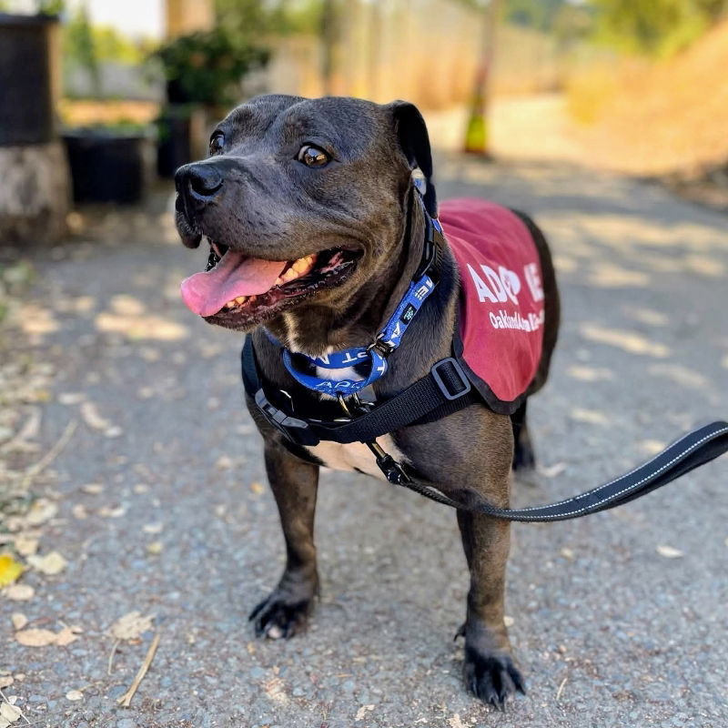 adoptable Dog in Oakland, CA named Princess Charlotte