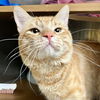 adoptable Cat in  named Ginger Snap
