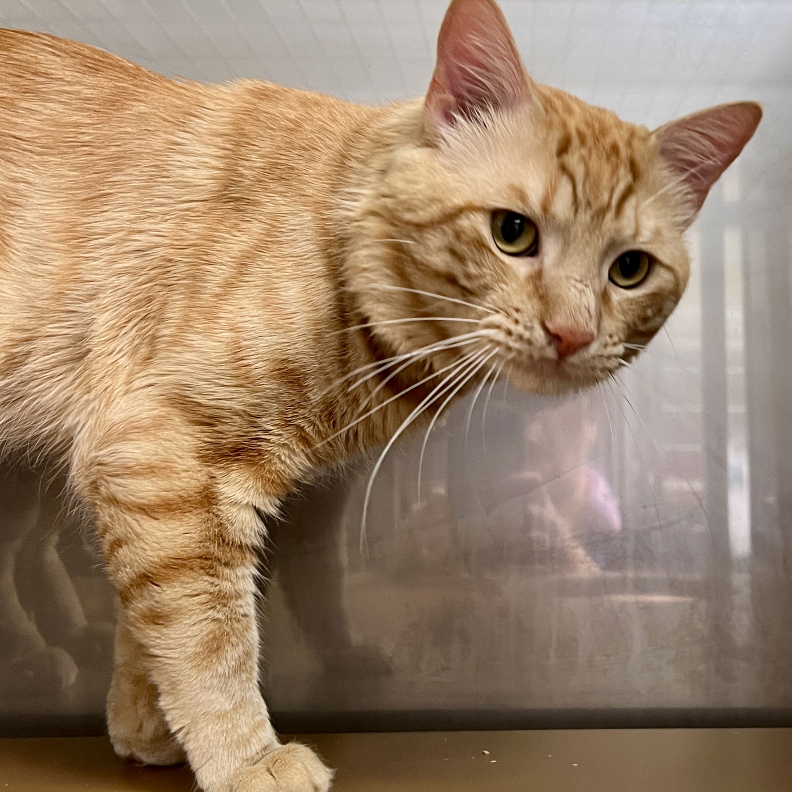 adoptable Cat in Oakland, CA named Ginger Snap