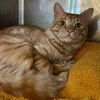 adoptable Cat in Oakland, CA named Ginger Snap