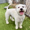 adoptable Dog in Oakland, CA named Ajax