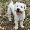 adoptable Dog in  named Ajax