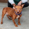 adoptable Dog in  named Corvette