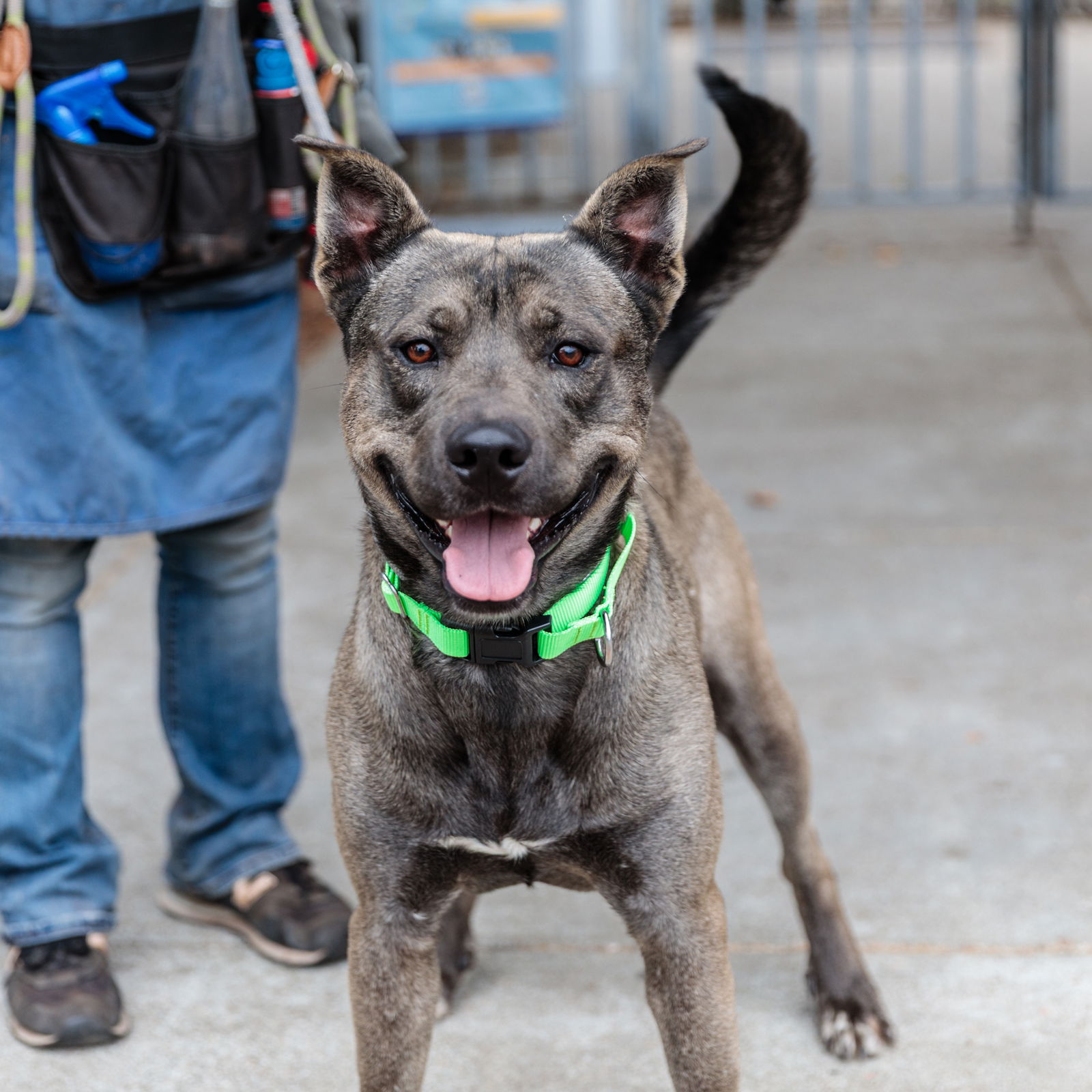adoptable Dog in Oakland, CA named Ninja