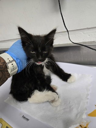adoptable Cat in Oakland, CA named Aldo