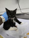 adoptable Cat in oakland, CA named Aldo
