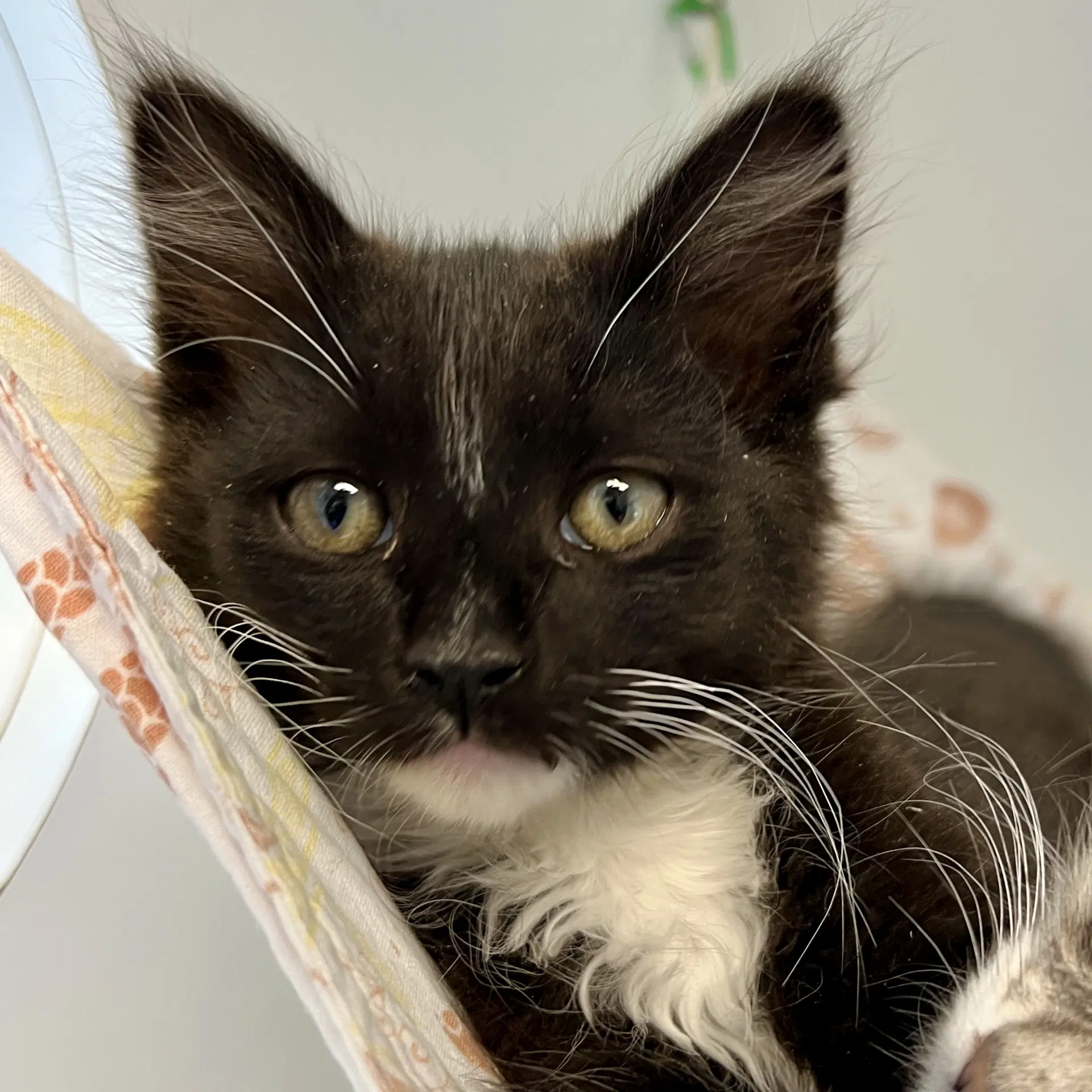 Aldo - Domestic Short Hair
