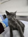 adoptable Cat in oakland, CA named Ivan