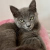adoptable Cat in Oakland, CA named Ivan