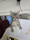 adoptable Cat in oakland, CA named Xavier
