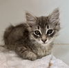 adoptable Cat in Oakland, CA named Xavier