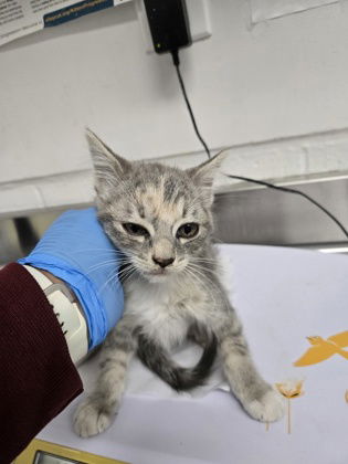 adoptable Cat in Oakland, CA named Avalon