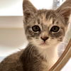 adoptable Cat in Oakland, CA named Avalon