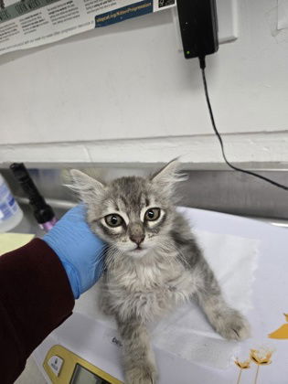 adoptable Cat in Oakland, CA named Wisteria