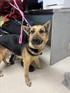 adoptable Dog in oakland, CA named Will Ferrell