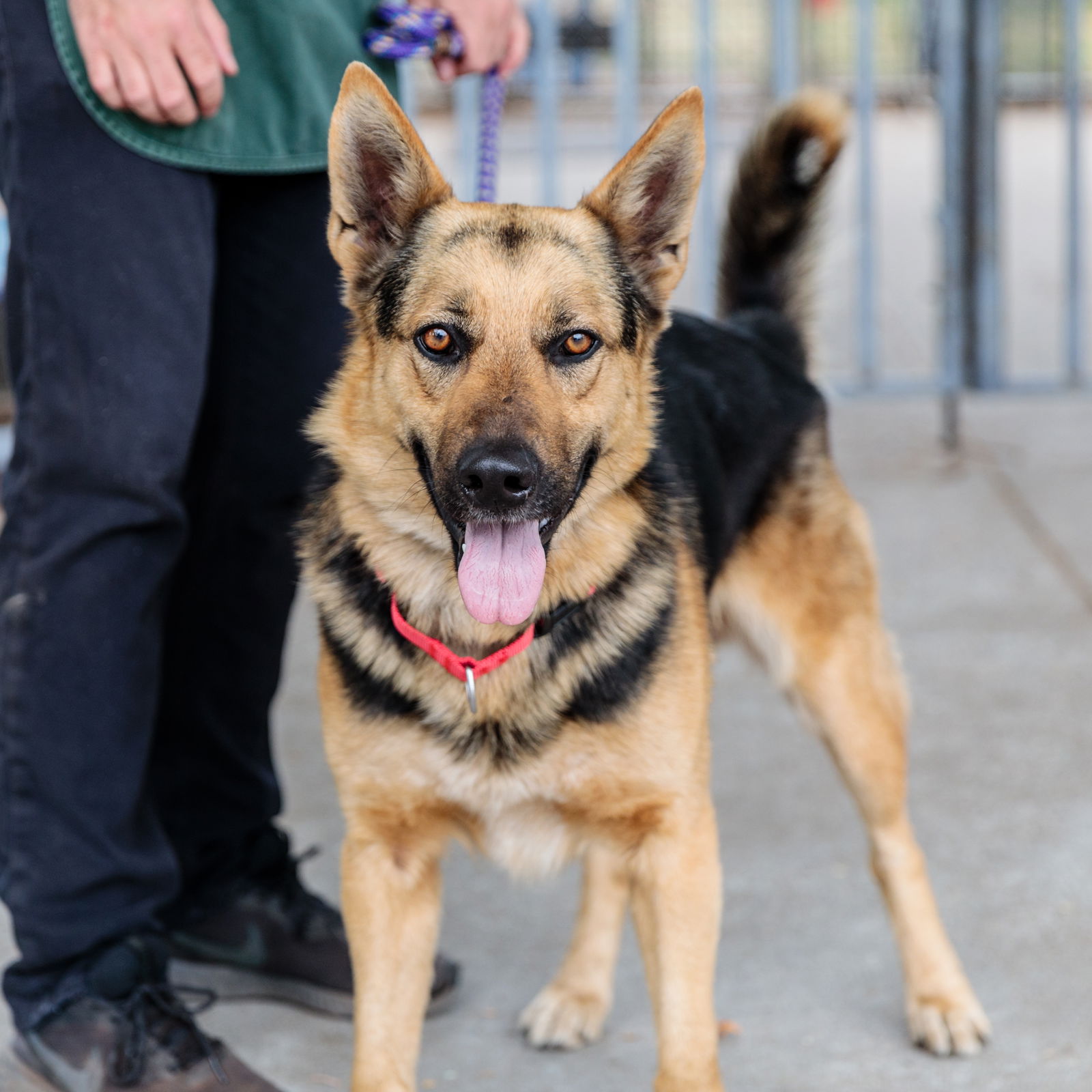 adoptable Dog in Oakland, CA named Will Ferrell