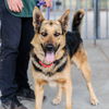 adoptable Dog in  named Will Ferrell