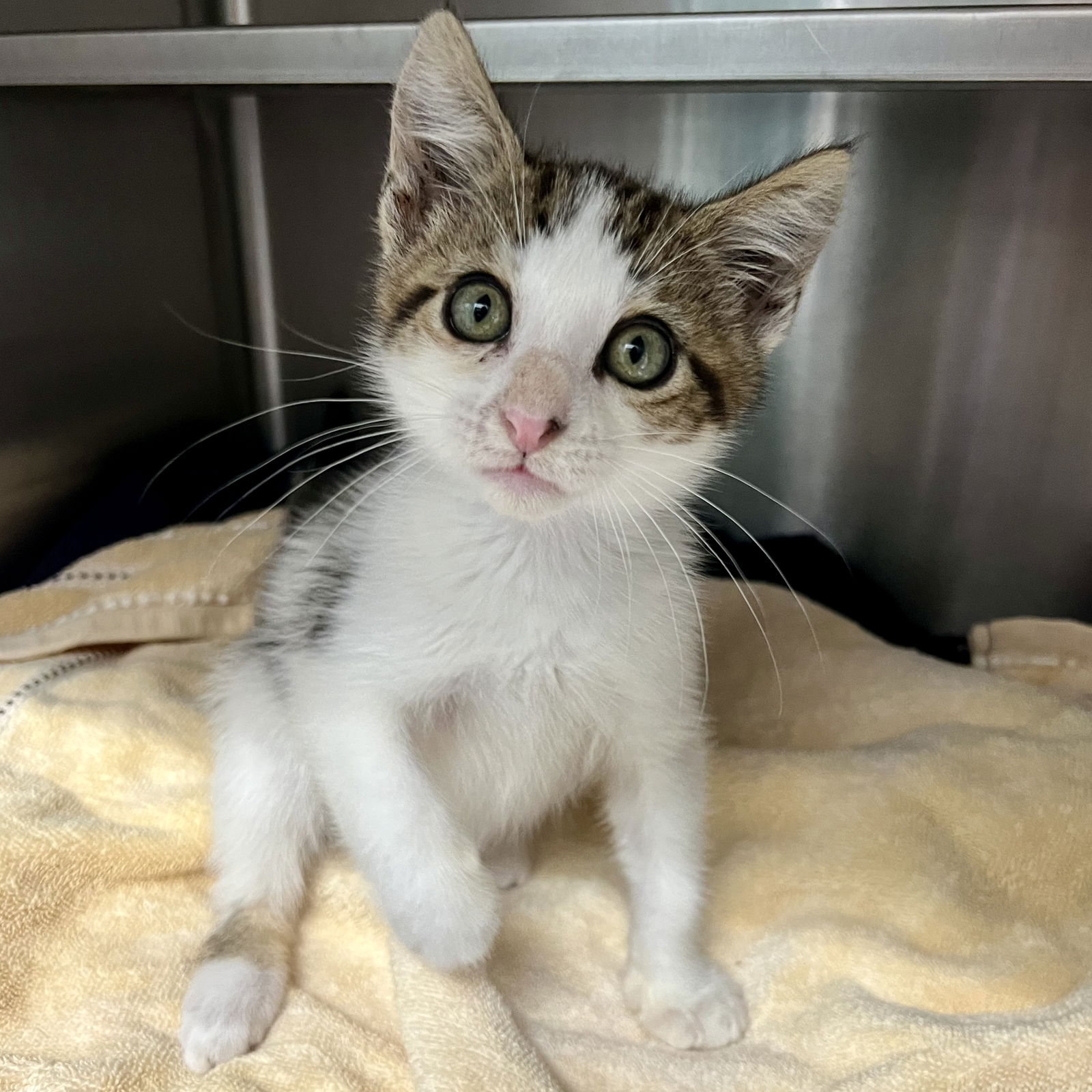 adoptable Cat in Oakland, CA named Mochi
