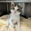 adoptable Cat in oakland, CA named Mochi