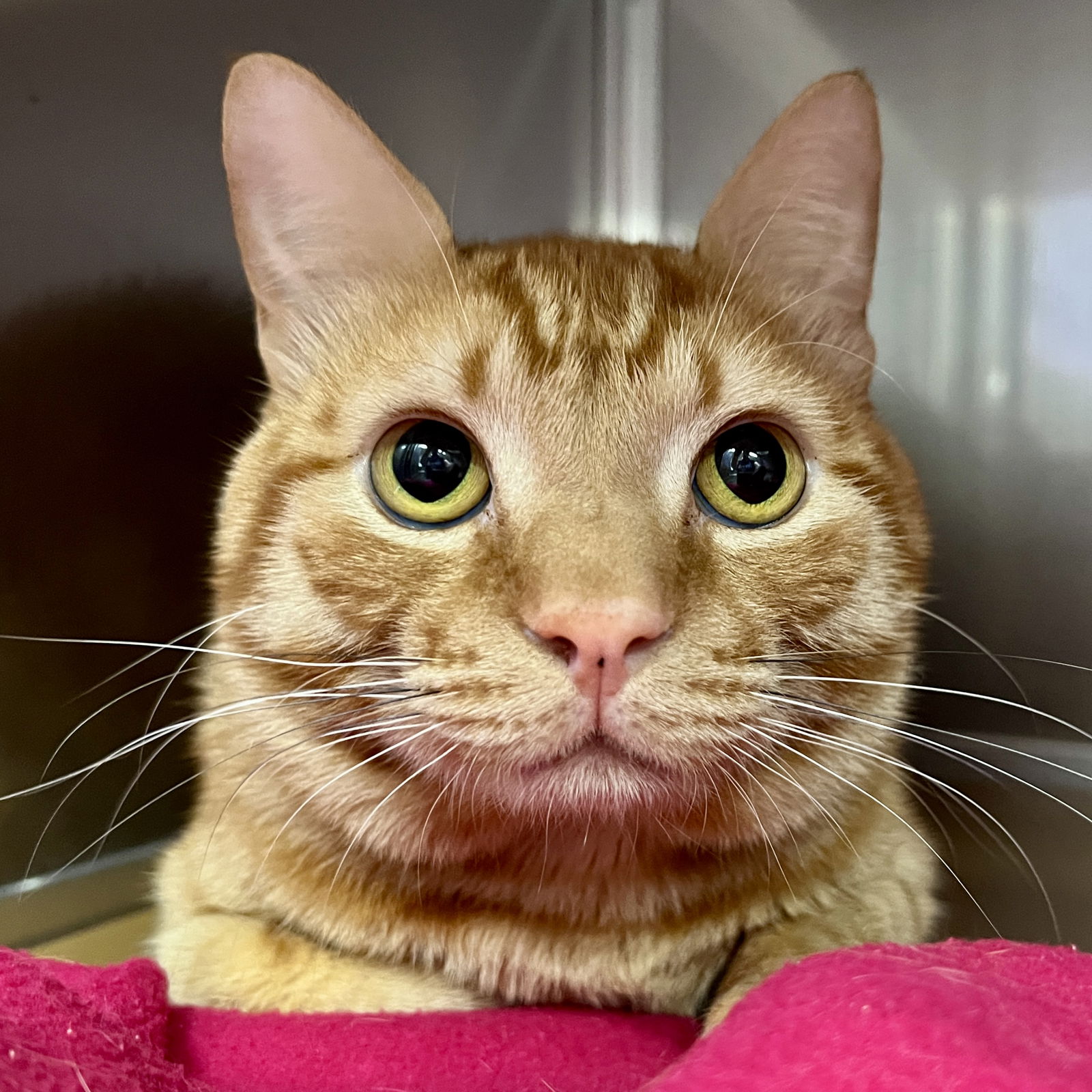 adoptable Cat in Oakland, CA named Lil Meow Meow