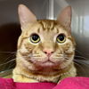 adoptable Cat in Oakland, CA named Lil Meow Meow