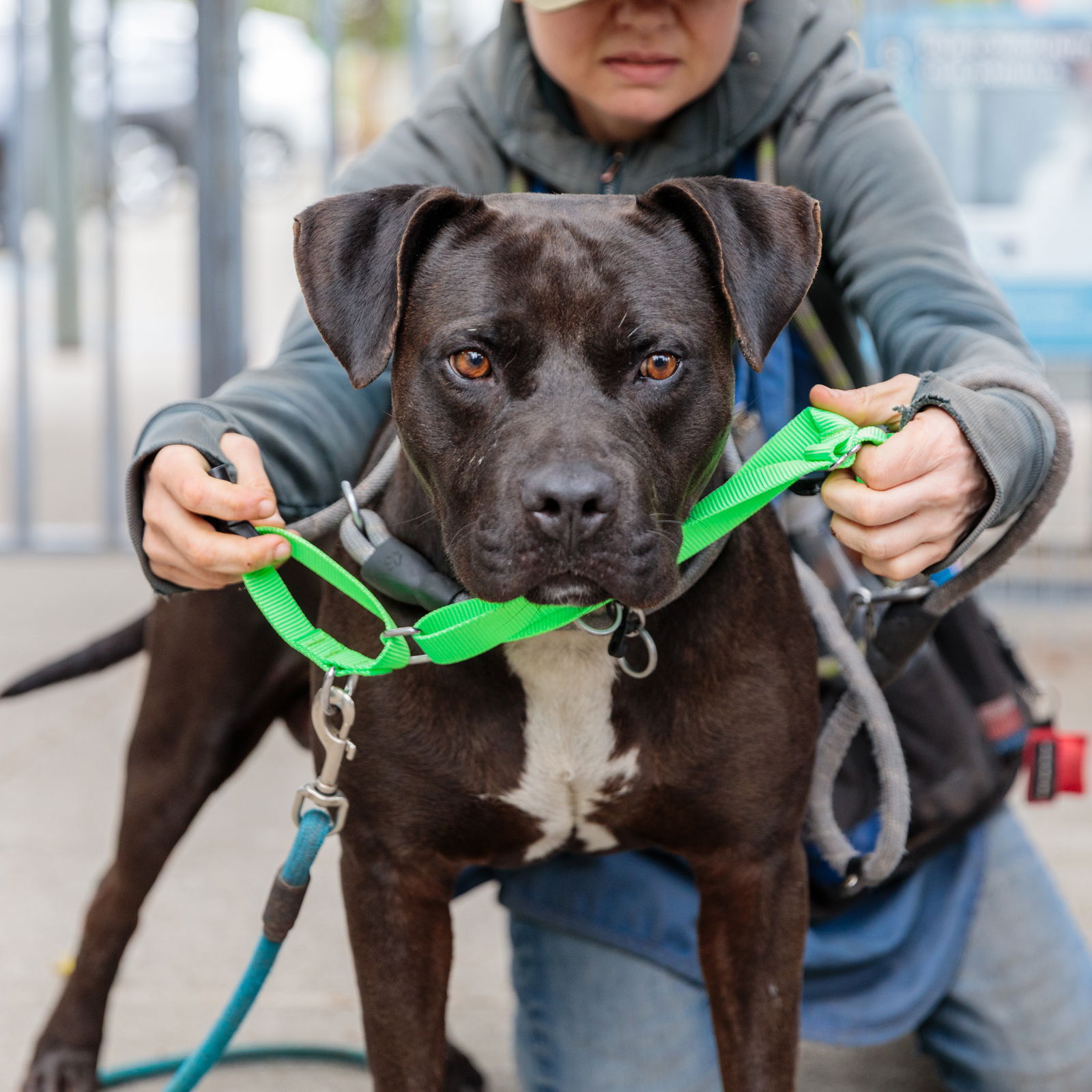 adoptable Dog in Oakland, CA named Telly
