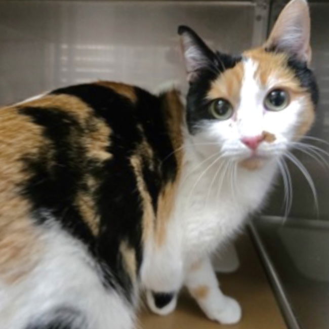 adoptable Cat in Oakland, CA named Toasted Coconut